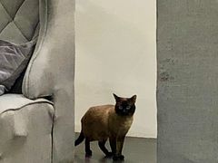 -吱咖啡西式简餐