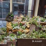 来到协信星光里的小公牛牛肉火锅店,首先被盆栽多肉而吸