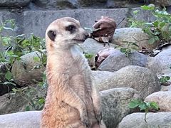 -上海野生动物园