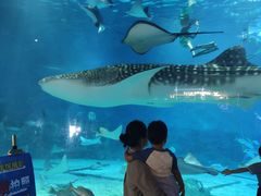 -烟台海昌鲸鲨海洋公园