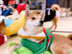 -逗柴咖啡屋·狗咖猫咖宠物桌游