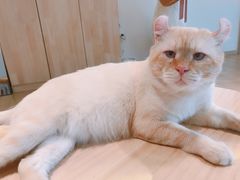 -猫腻·猫咖·撸猫馆(星光大道店)