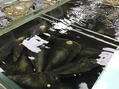 -盒马渔市餐厅