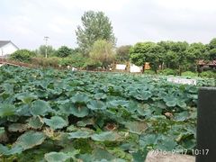 -喜洋洋蟹庄(阳澄湖店)