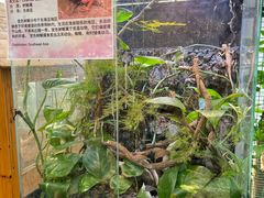 -上海大自然野生昆虫馆(东方明珠·爬宠昆虫探索中心)