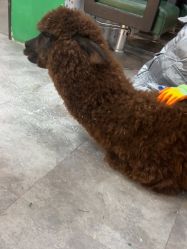 -神奇动物撸宠馆·羊驼·小浣熊·异宠(豫园店)
