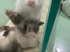 -藦茜花园宠物主题亲子互动体验馆(国顺东路店)