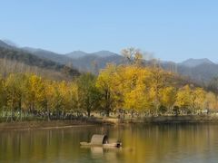 -千年银杏谷文化旅游区