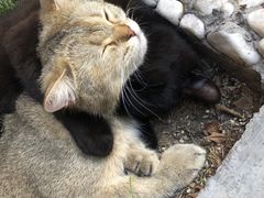 -喵屿·大理花园猫咖