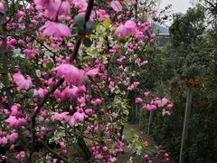 -树山生态村