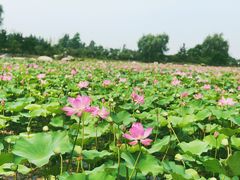 -羊亭河湿地公园