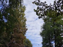 -上海共青森林公园