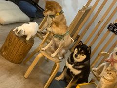 -柴迷FANS CLUB·柴犬狗咖·猫咖