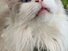-共舞时光猫咖·狗咖(新街口店)