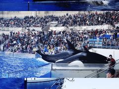 -上海海昌海洋公园
