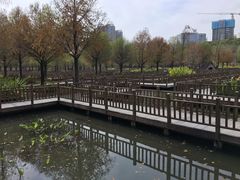 -五缘湾湿地公园