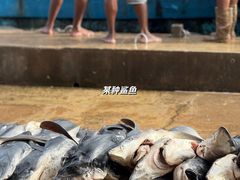 -尼甘布海鲜市场