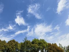 -合肥滨湖国家森林公园