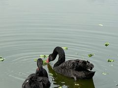-成都南湖公园