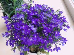 -三旗百汇商品城