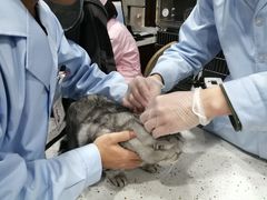 -宠爱国际动物医院·疑难骨科·心肾内科·皮肤科(太阳宫店)