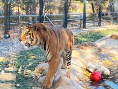 -北京野生动物园