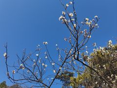 -香雪海