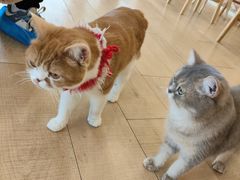 -Let's go狗咖·猫咖·奶狗·桌游(春熙路IFS店)