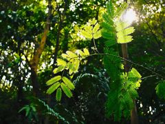 -火炉山森林公园