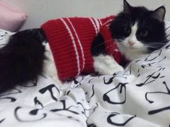 -彩虹桥宠物火化殡葬善终服务(金乐大厦店)