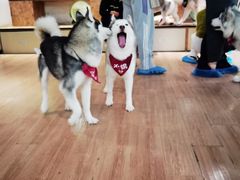 -Husky Go! 哈士奇体验馆·宠物咖啡厅狗咖