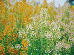 -中国天府农业博览园