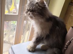 -猫色咖啡·猫咖
