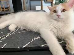 -平行世界·猫咖(首经贸店)