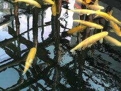 -观唐（国际）度假村温泉