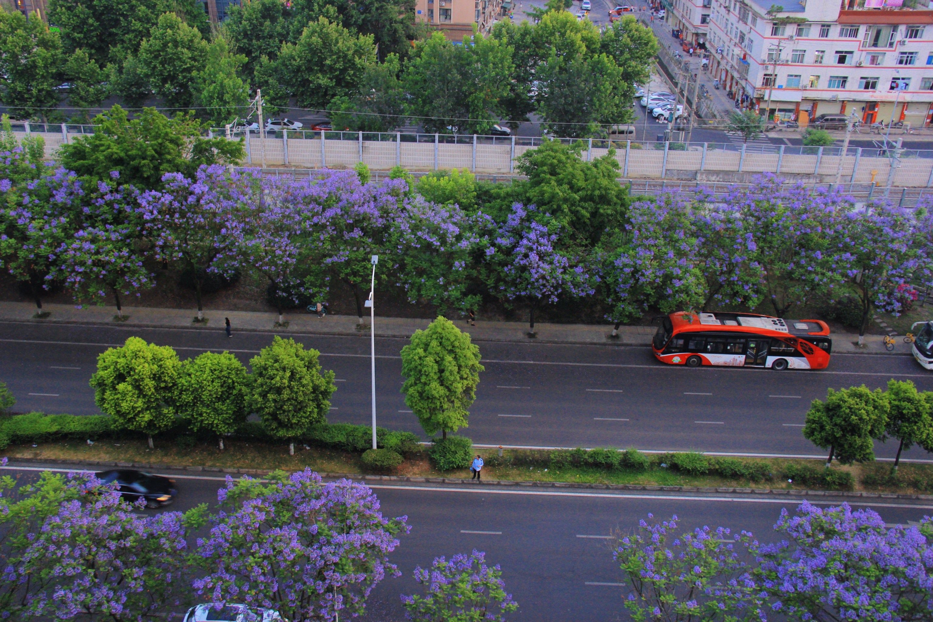 救命🆘|武晋路蓝花楹也太好拍了吧