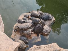 -龙华素斋(龙华路店)