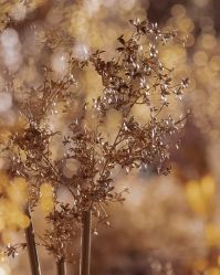 点击看大图 -华侨城洲际大酒店·宴会厅