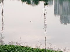 -南宁南湖公园