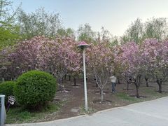 -长白岛森林公园