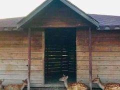 -安德鲁户外烧烤帐篷营地(马泉营店)