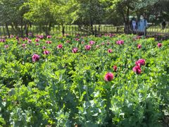 -国家植物园南园