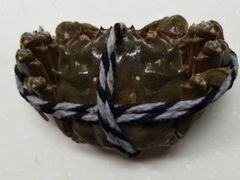-小陆莲花蟹园农家乐(莲花岛店)