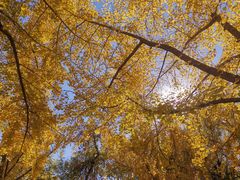 -三里屯东五街银杏大道