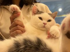 -猫咪派对(江南西店)