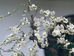 -香雪海