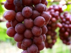 -马陆小张葡萄园农家乐