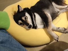 -逗柴咖啡屋·狗咖猫咖宠物桌游