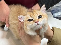 -中农大我爱我爱动物医院·核磁CT·猫病·24小时夜诊中心(石佛营店)