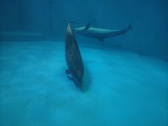 -海合安成都极地海洋公园